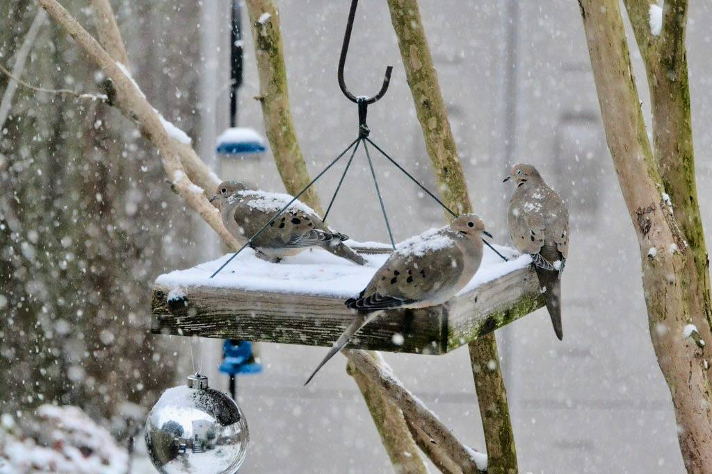 Mourning Doves {I Love This Photo} by Tobyotter is licensed under CC BY 2.0.
